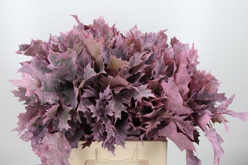 quercus overig kleurbehandeld H%