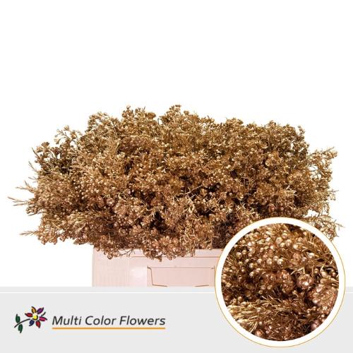 Chamelaucium kleurbehandeld H%