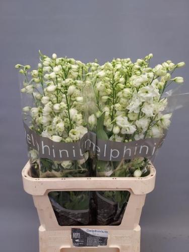 Delphinium Elatum Grp dubbelbloemig 'Centurion White'