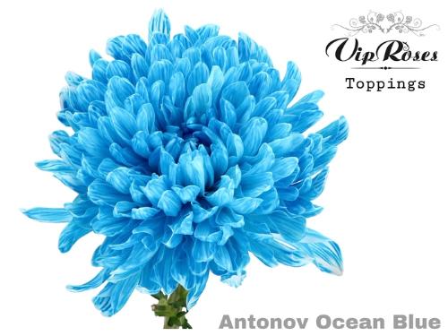Chrysanthemum (Indicum Grp) geplozen Antonov kleurbehandeld H%