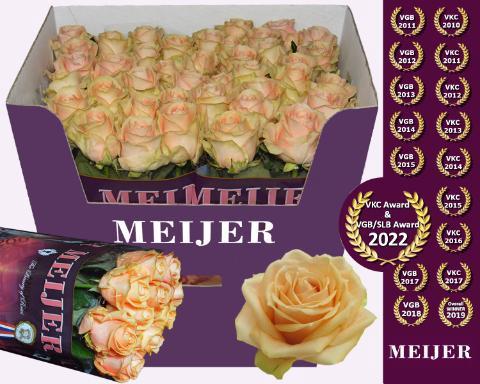 Rosa grootbloemig Pearl Avalanche+