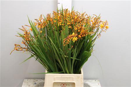 Crocosmia overig