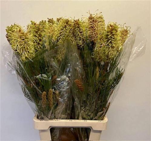 Grevillea 'Spiderman'