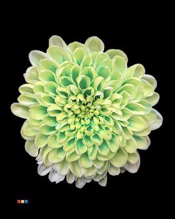 Chrysanthemum Indicum Grp tros kas kleurbehandeld H%
