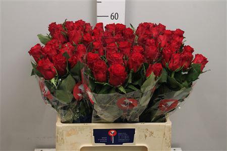 Rosa grootbloemig Red Torch