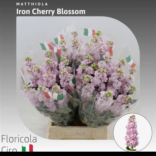 Matthiola incana 'Iron Cherry Blossom'