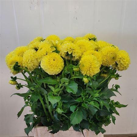 Dahlia 'Golden Torch'