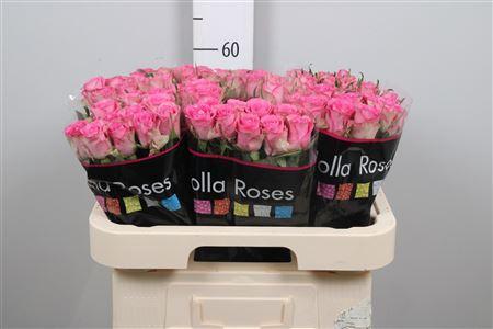 Rosa grootbloemig Royal Jewel