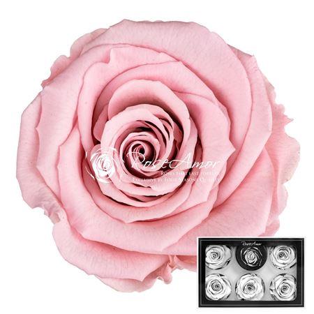 Rosa grootbloemig kleurbehandeld H%