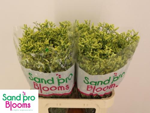 Limonium sinensis China Summer