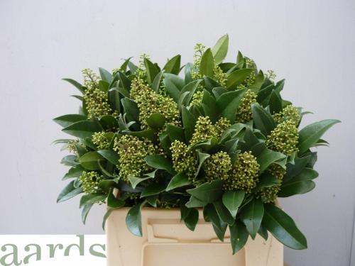 Skimmia per bos confusa 'Kew Green'