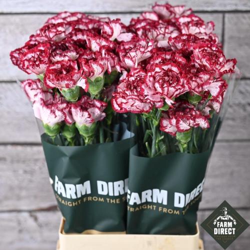Dianthus standaard Baccarat