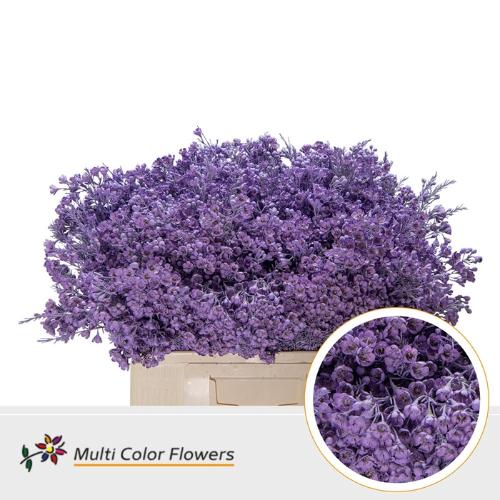 Chamelaucium kleurbehandeld H%