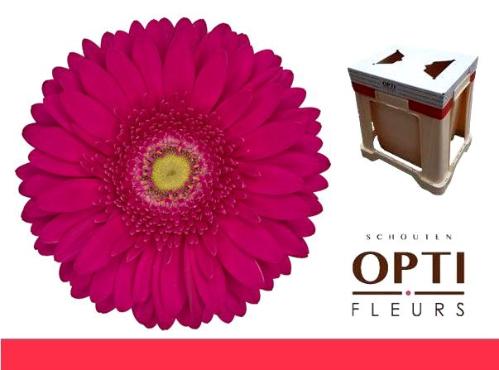 Gerbera grootbloemig 'Riley'