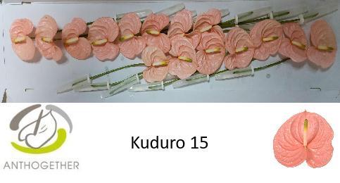 Anthurium (Andreanum Grp) Kuduro