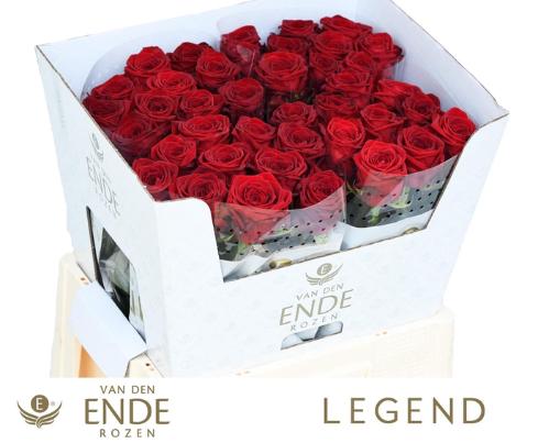 Rosa grootbloemig Red Naomi!