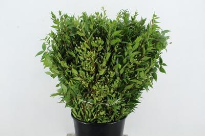 Myrtus communis per bos