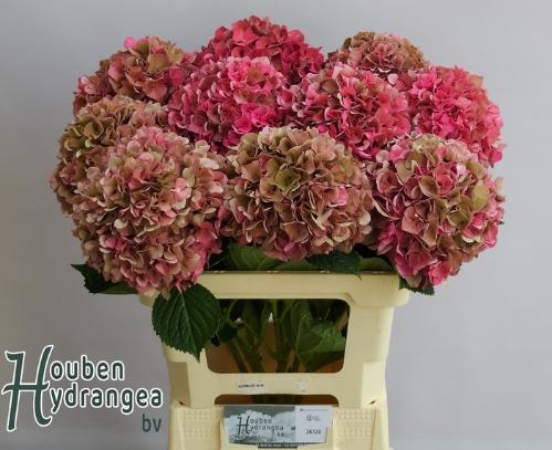 Hydrangea macrophylla Glowing Alps (classic)