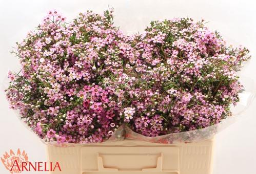 Chamelaucium 'Alouana'