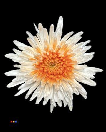 Chrysanthemum geplozen kas kleurbehandeld H%