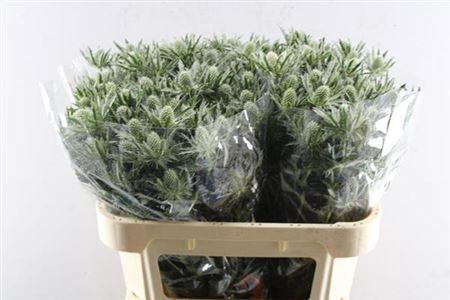 Eryngium Sirius Questar