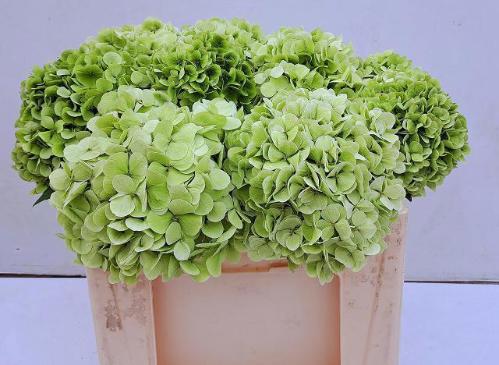 Hydrangea macrophylla 'Ivoor' (classic)