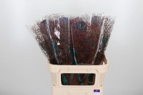 Talinum paniculatum 'Long John'