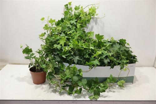Hedera helix 'Brigitte'