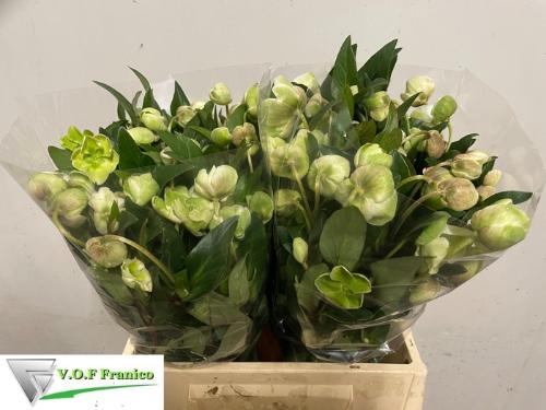 Helleborus 'Winterbells'