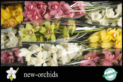 Cymbidium grootbloemig per tak gemengd