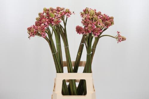 Ornithogalum saundersiae kleurbehandeld H%