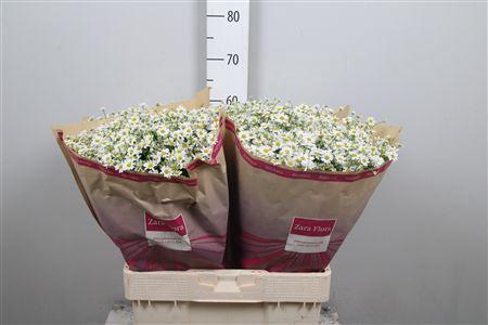 Tanacetum parthenium Cameron