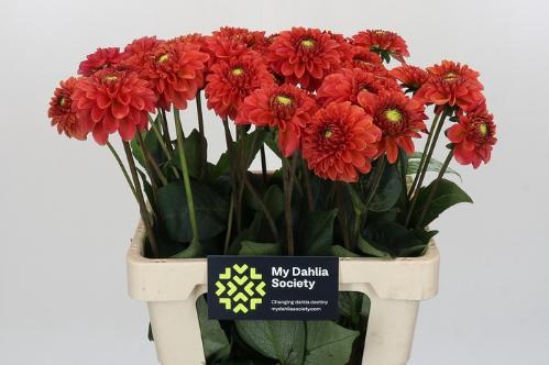 Dahlia Ball Grp 'Orange Fox'
