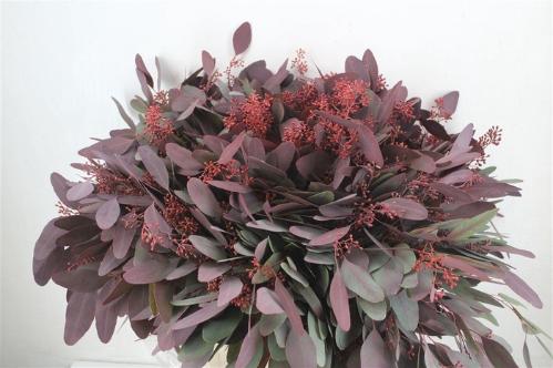 Eucalyptus polyanthemos (fruit) kleurbehandeld per bos H%