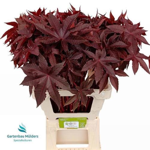 Ricinus communis
