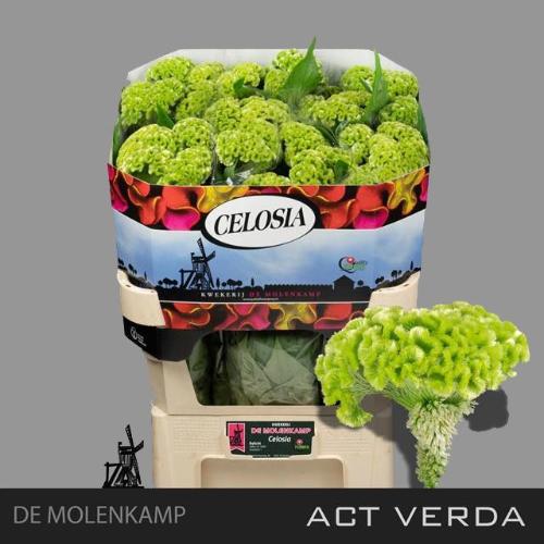 Celosia argentea (Cristata Grp) 'Act Verda'