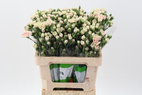 Dianthus tros overig