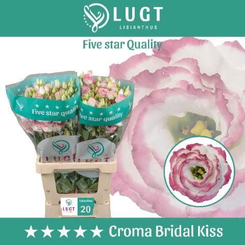 Eustoma russellianum gevuldbloemig 'Croma Bridal Kiss'