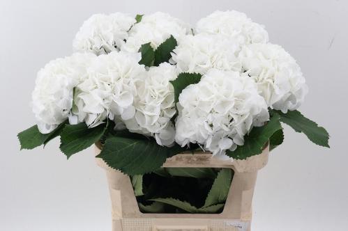 Hydrangea macrophylla 'Schneeball'
