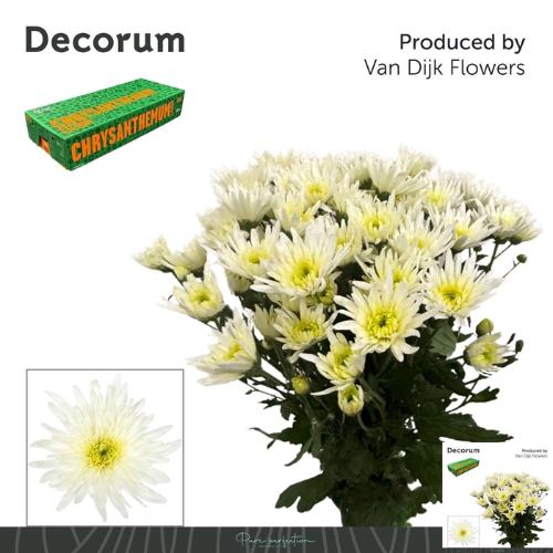 Chrysanthemum Indicum Grp tros kas 'Delianne White'