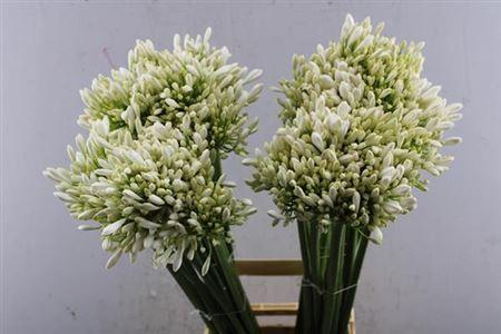 Agapanthus praecox 'Meoni'