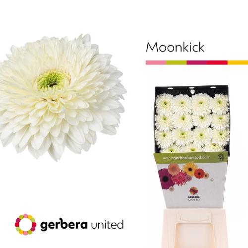 Gerbera Gerrondo Terra Moon Kick