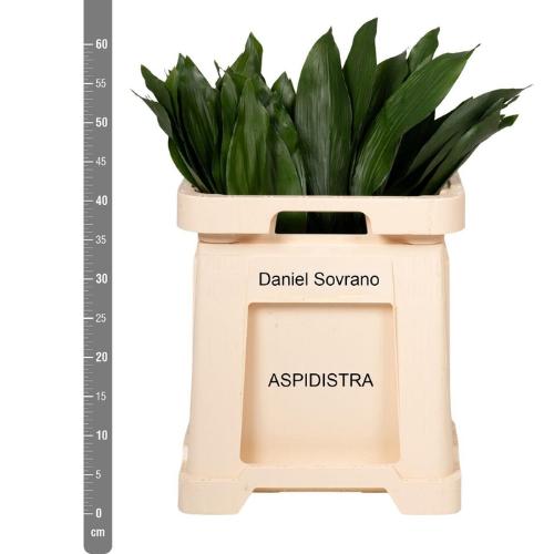 Aspidistra elatior overig
