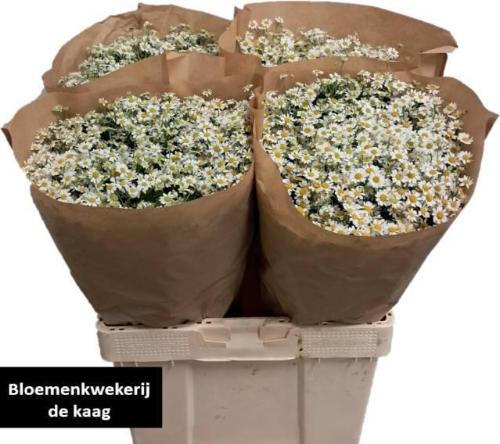 Tanacetum parthenium 'Single Vegmo'