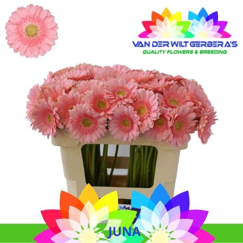 Gerbera mini Juna