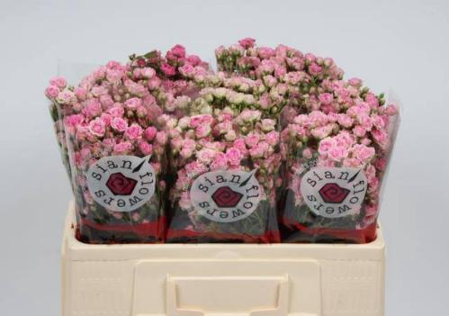 Rosa tros Gypsy