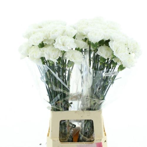 Dianthus standaard 'Moonlight'