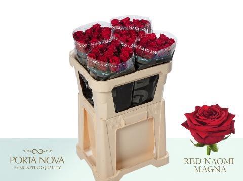 Rosa grootbloemig Red Naomi!
