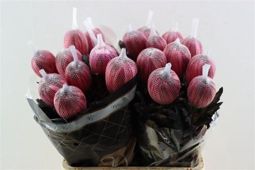 Chrysanthemum (Indicum Grp) geplozen Antonov kleurbehandeld H%