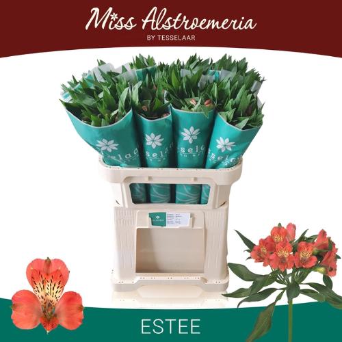 Alstroemeria Estee